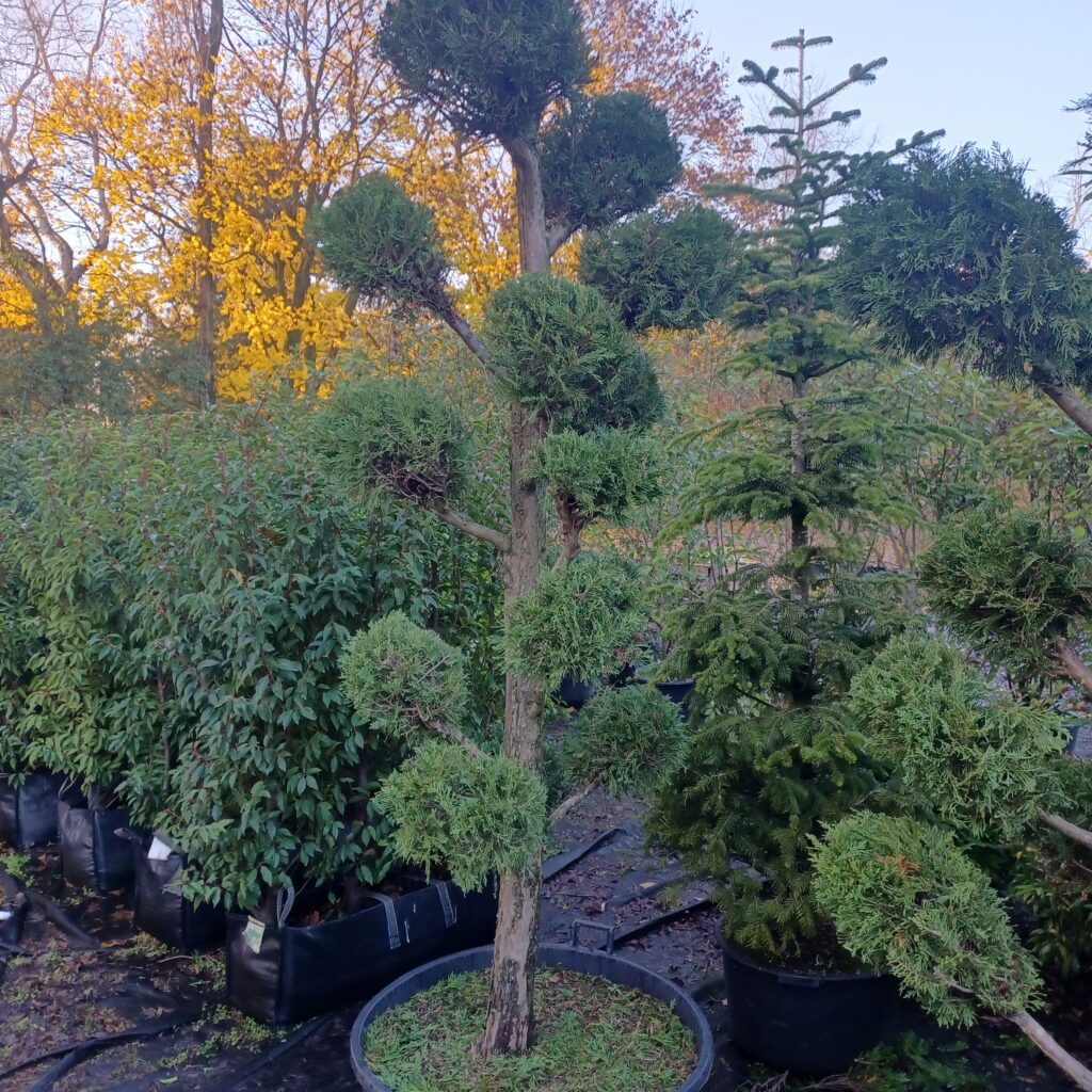 Leylandii bonsai voor verkoop en verhuur